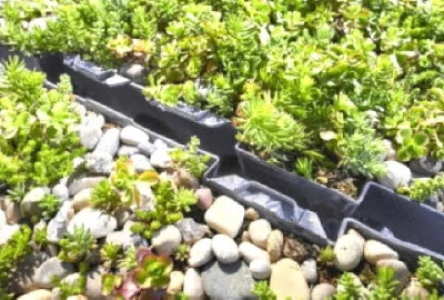 Completa - vorgefertigte Pflanzschalen für grüne Dachbepflanzungen